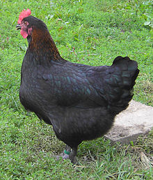 poule noire